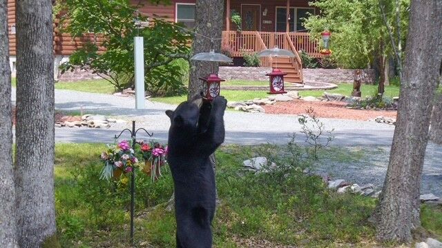 Black Bear